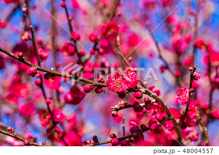 梅の花の写真素材集 ピクスタ