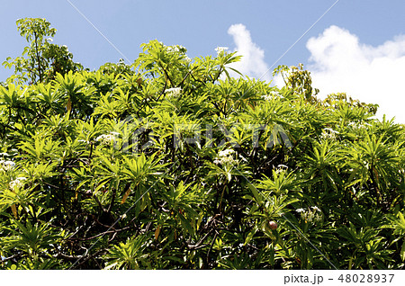 キョウチクトウ 実 植物 夾竹桃の写真素材