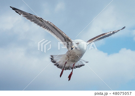 飛んでる鳥の写真素材
