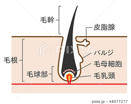 毛根のイラスト素材