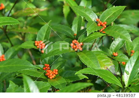 センリョウ科の写真素材