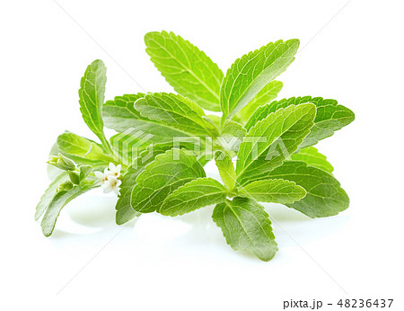 Stevia plant hires stock photography and images  Alamy