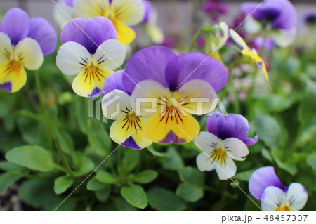 ビオレの写真素材 Pixta