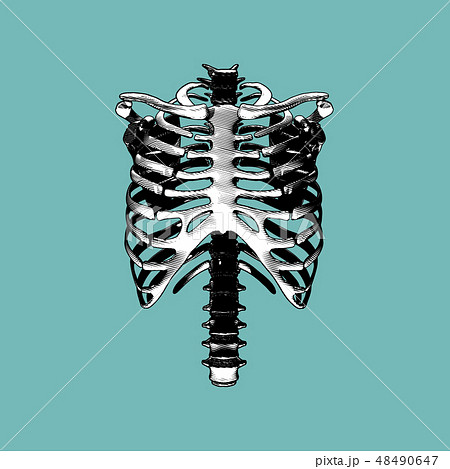 肋骨のイラスト素材