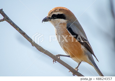 モズ かわいいの写真素材