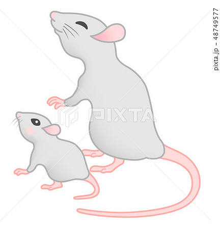 鼠 二十日鼠 子 家族のイラスト素材