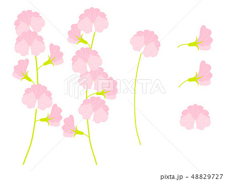 スイートピー 花 イラスト ピンク色のイラスト素材 - PIXTA