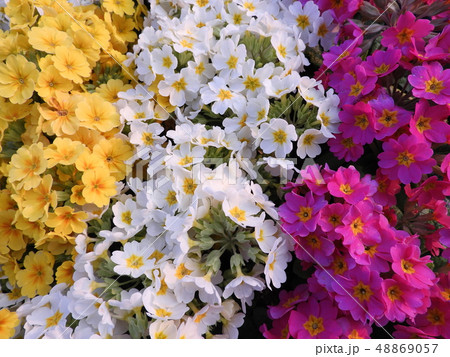 プリムラ 花 フラワーアレンジメント 花束の写真素材 Pixta