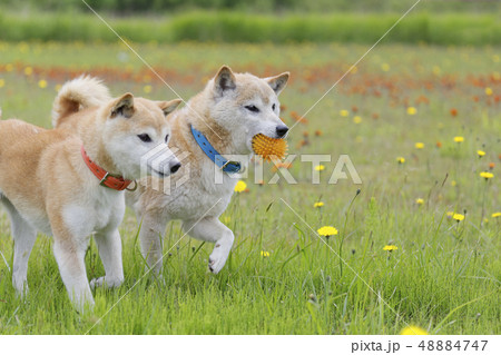 元気な犬の写真素材