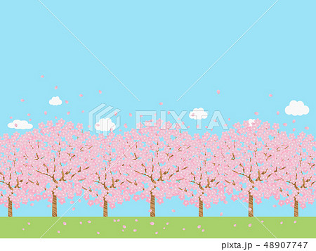 並木道 桜並木のイラスト素材集 ピクスタ