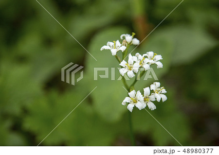 高山植物 山野草 イワイチョウ 花の写真素材