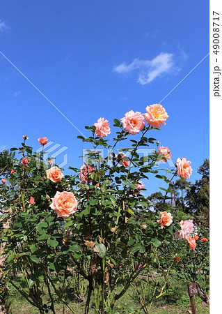 アプリコット キャンディ バラ ばら 薔薇の写真素材