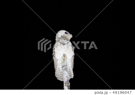 オオタチヨタカの写真素材