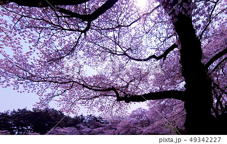 絶世の美女の写真素材 Pixta