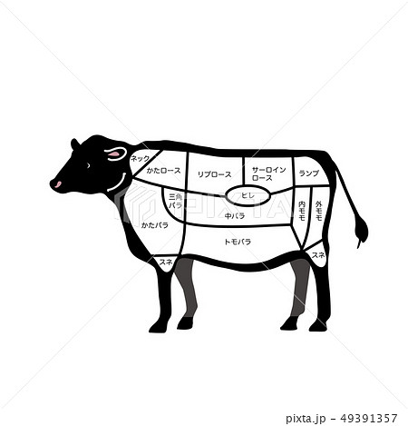 牛肉 肉 牛 部位のイラスト素材