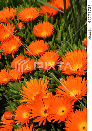 マツバギク 花 オレンジ 橙色の写真素材