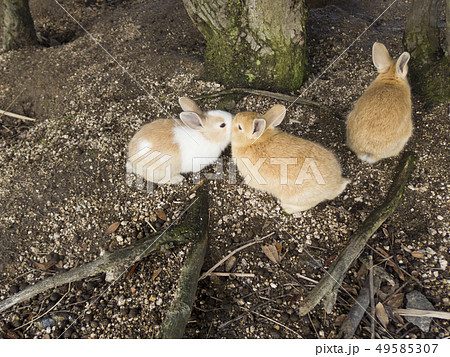 キス うさぎ 動物 ペットの写真素材