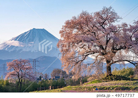 わに塚の桜の写真素材 - PIXTA