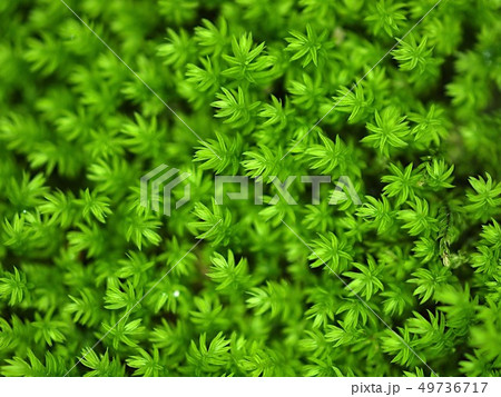 隠花植物の写真素材