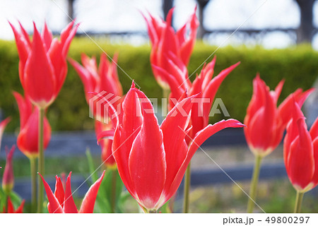 アラジン 花 チューリップ 緑の写真素材