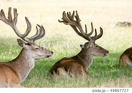 鹿 横顔 牡鹿 動物の写真素材