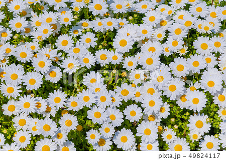 マーガレット 群生 咲く 植物の写真素材