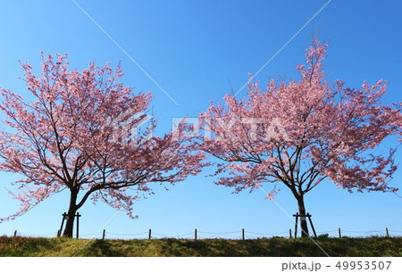 風景 河川敷 土手 青空と木の写真素材