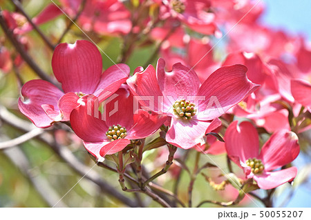 花弁4枚の写真素材