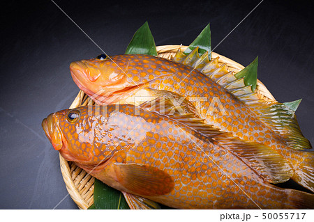 アコウ 魚の写真素材