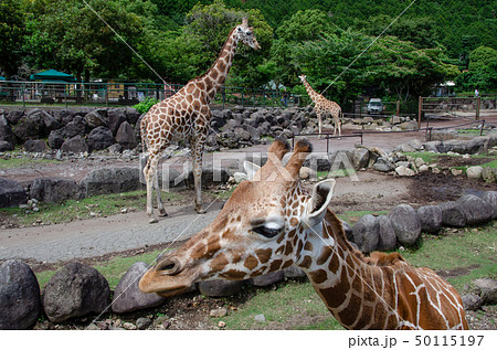 足 キリン きりん 蹄の写真素材