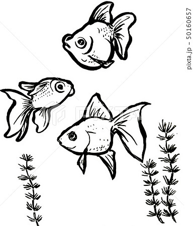 金魚 イラスト 白黒 かわいいの写真素材
