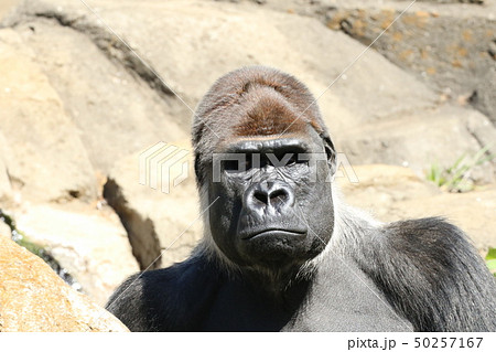 ゴリラ 顔 アップ 動物の写真素材 ゴリラ 顔 アップ 動物の写真素材