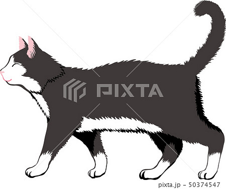 白黒猫のイラスト素材 Pixta