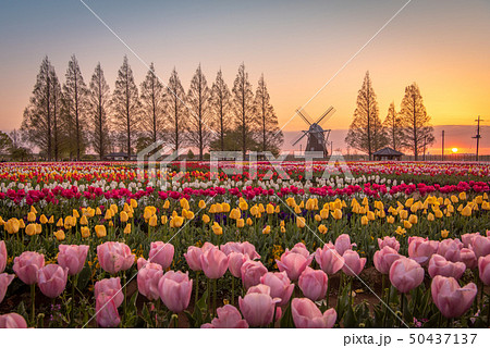オランダ風車の写真素材