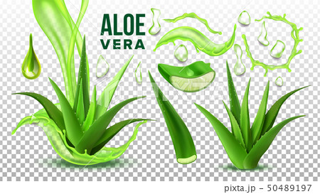 Pharmacy Succulent Aloe Vera Elements Set Vectorのイラスト素材