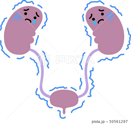 腎臓 かわいいのイラスト素材