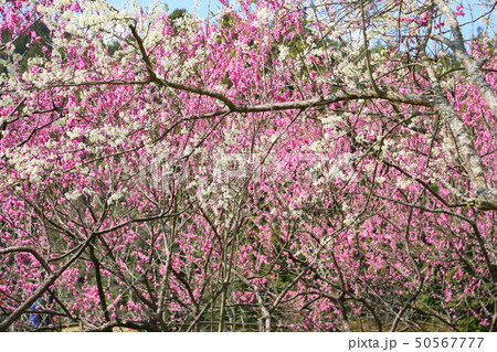 花 白い花 ピンクの花 スモモの写真素材