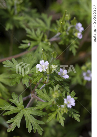 アメリカフウロ 種 植物 雑草の写真素材