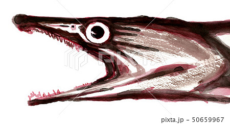 鱧のイラスト素材