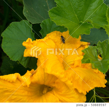 カボチャの花 黄花 花 ウリ科の写真素材