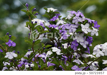 アメリカジャスミン 紫色 花 植物の写真素材