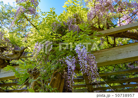 藤花の写真素材