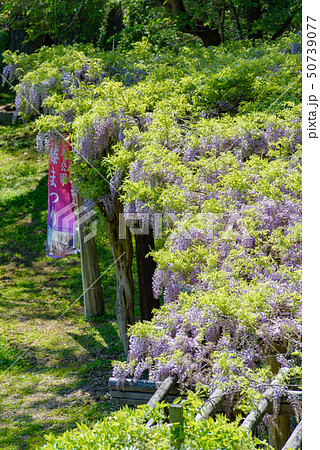 藤花の写真素材