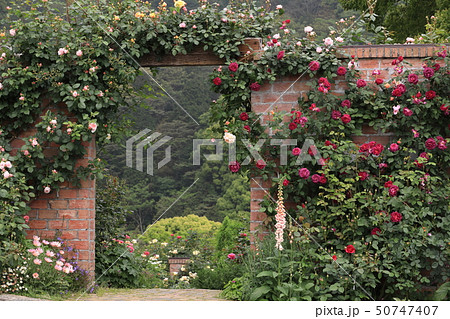 バラ 壁 壁面 庭の写真素材