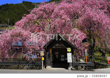 人里バス停 檜原村 しだれ桜 東京都の写真素材