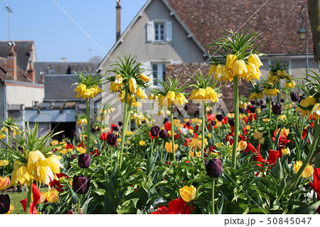 ヨウラクユリ ヨーロッパ 花壇の写真素材