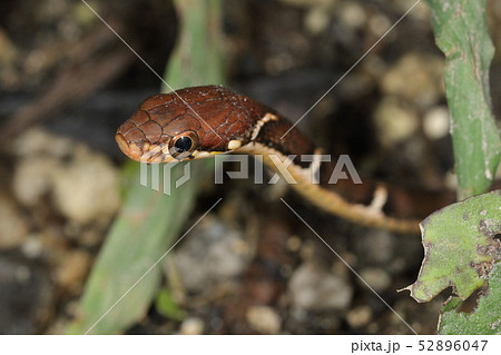 ヒバカリ 蛇の写真素材 Pixta