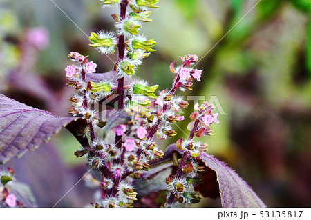 ユニークしそ 花 最高の花の画像