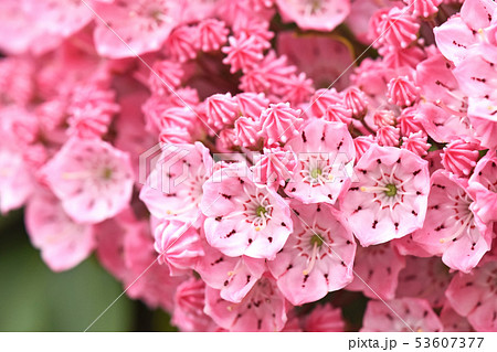 カルミアの写真素材