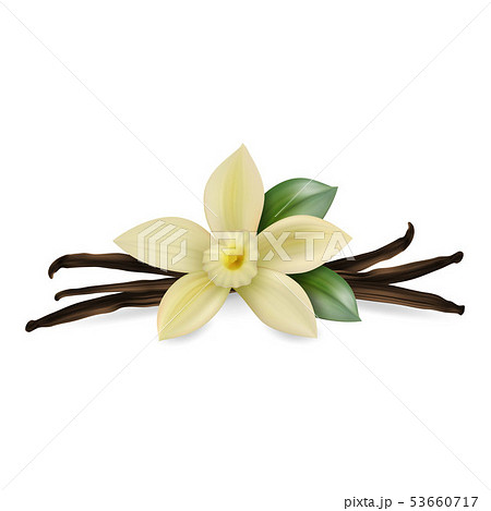 バニラの花のイラスト素材